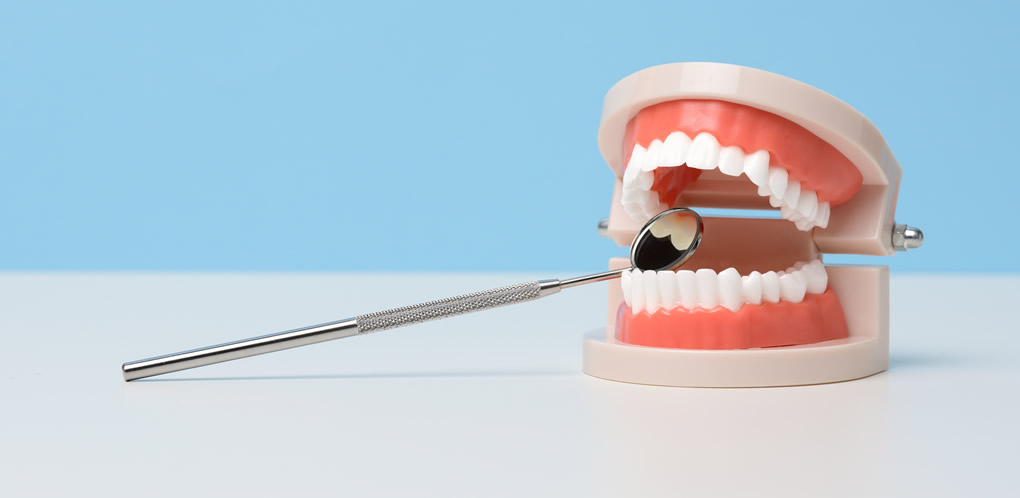 Teeth model